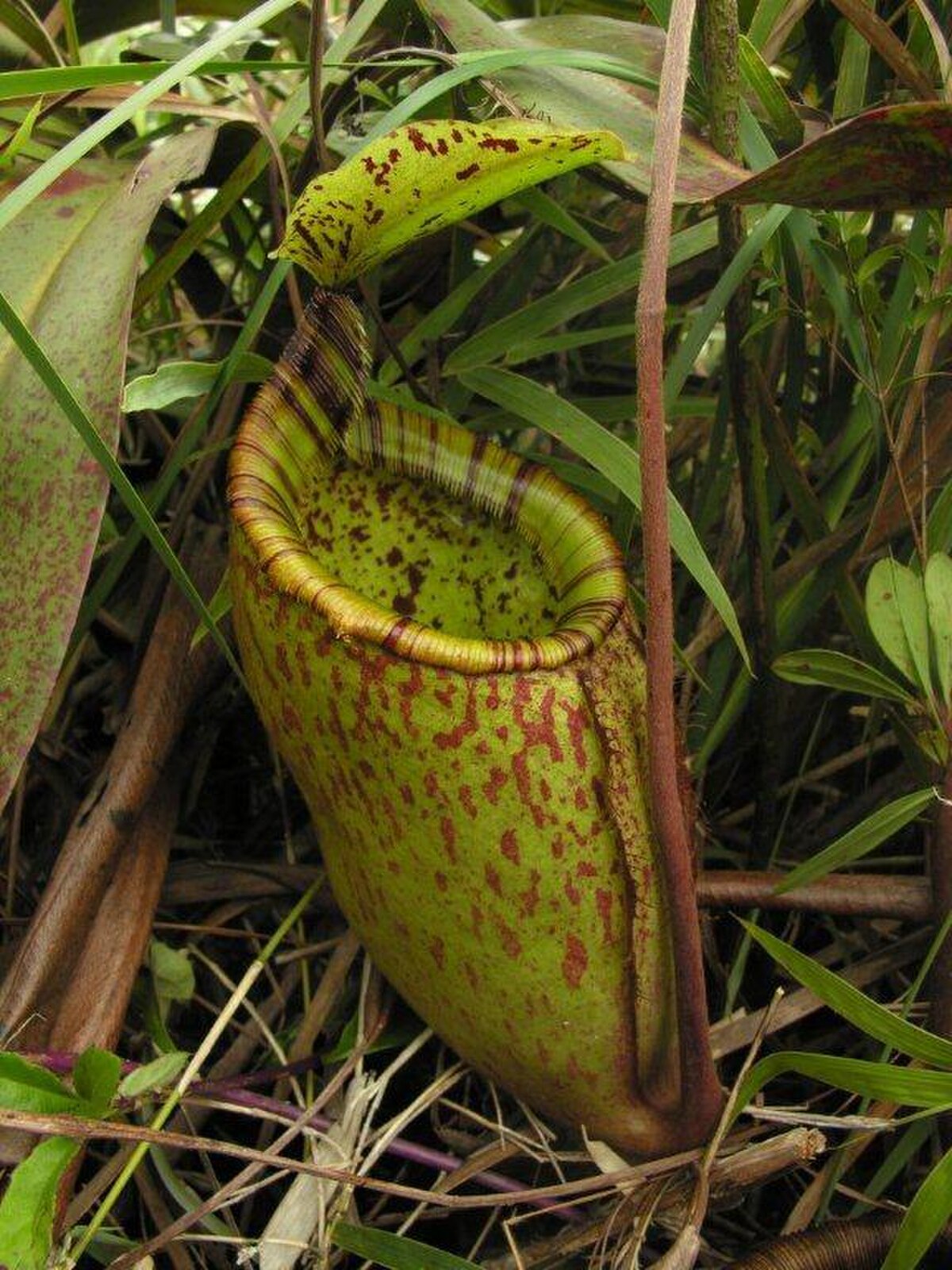Nepenthes palawanensis