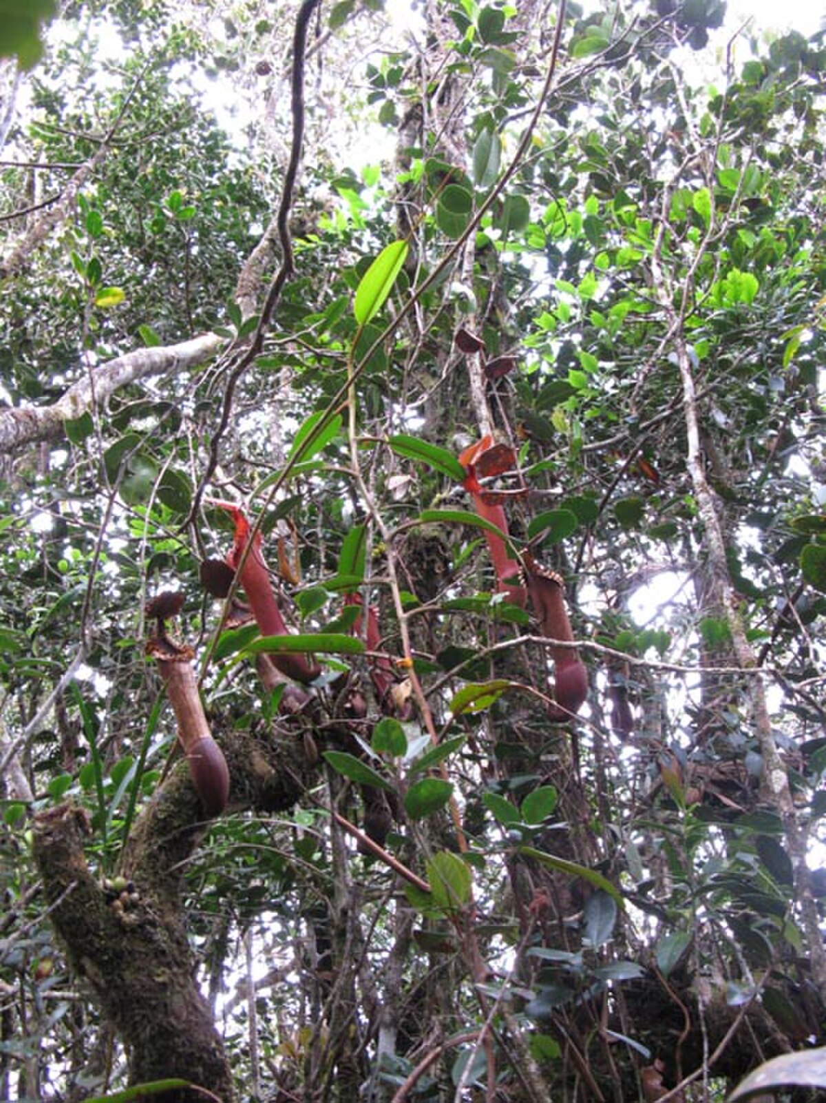 Nepenthes Edwardsiana
