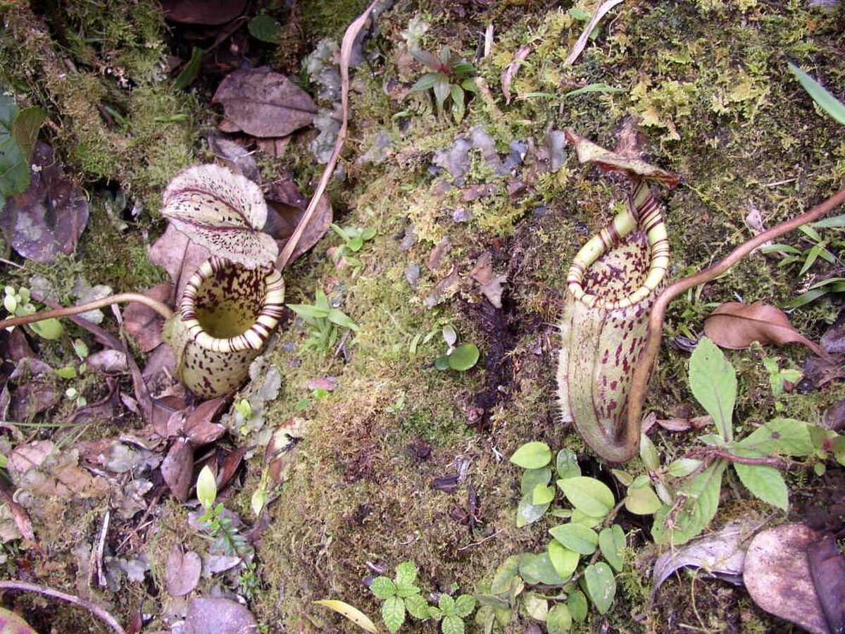 Nepenthes Burbidgeae