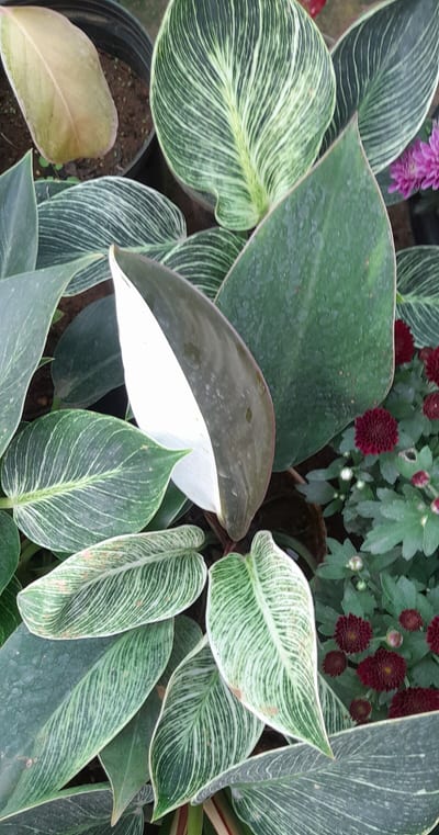 Philodendron birkin