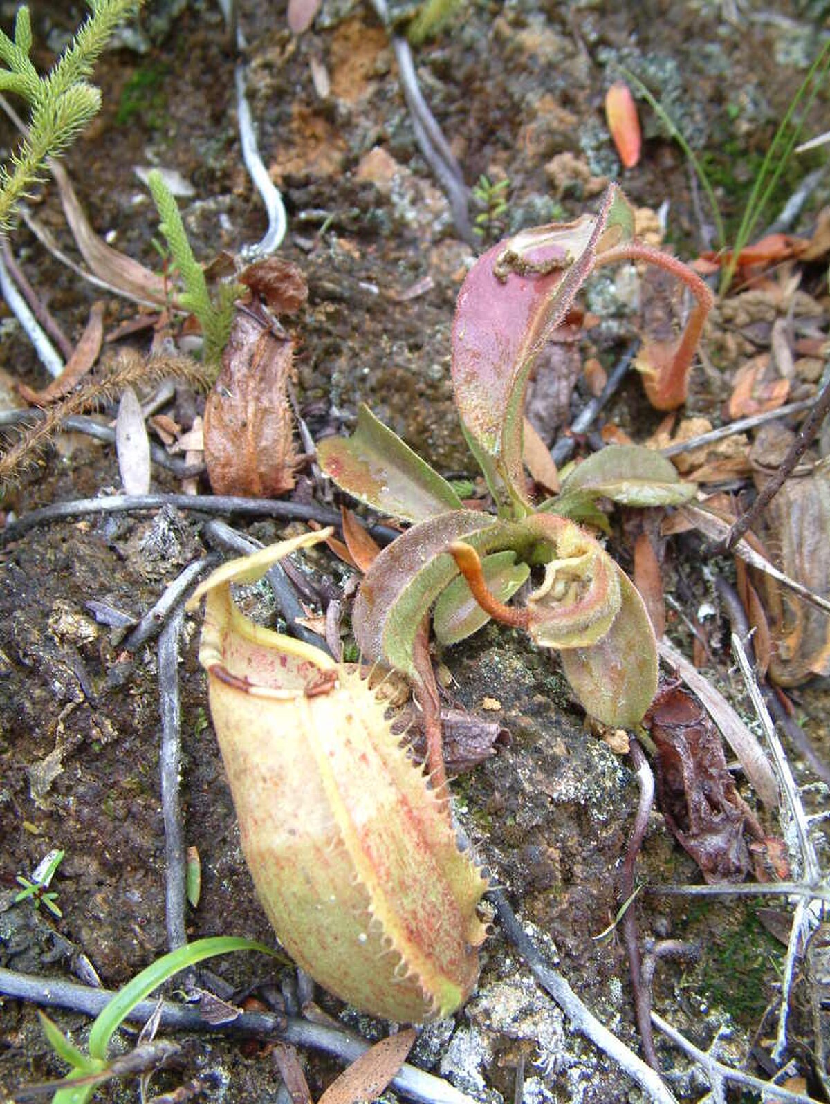 Nepenthes glabrata