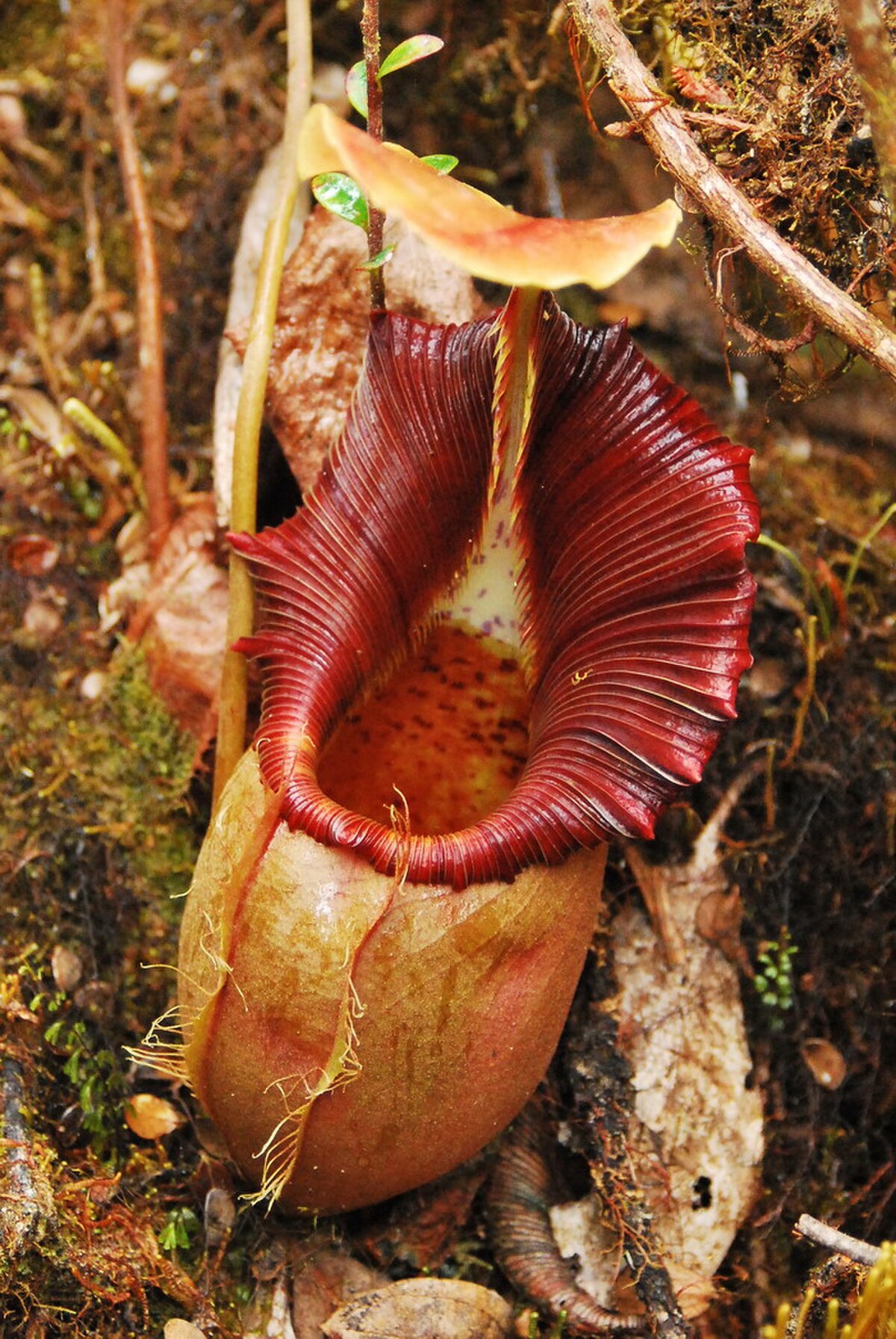 Nepenthes Ovata