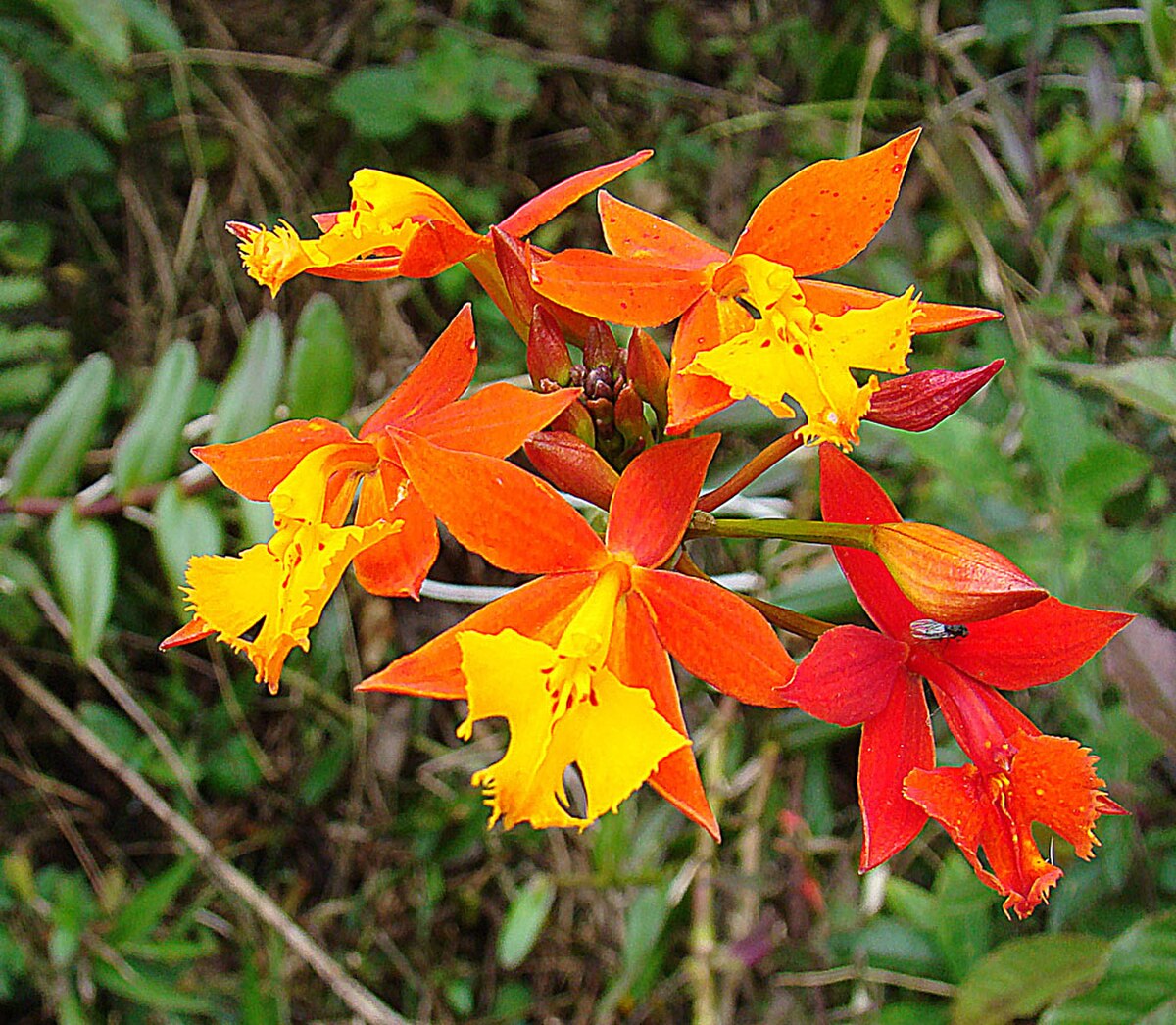 Epidendrum radicans