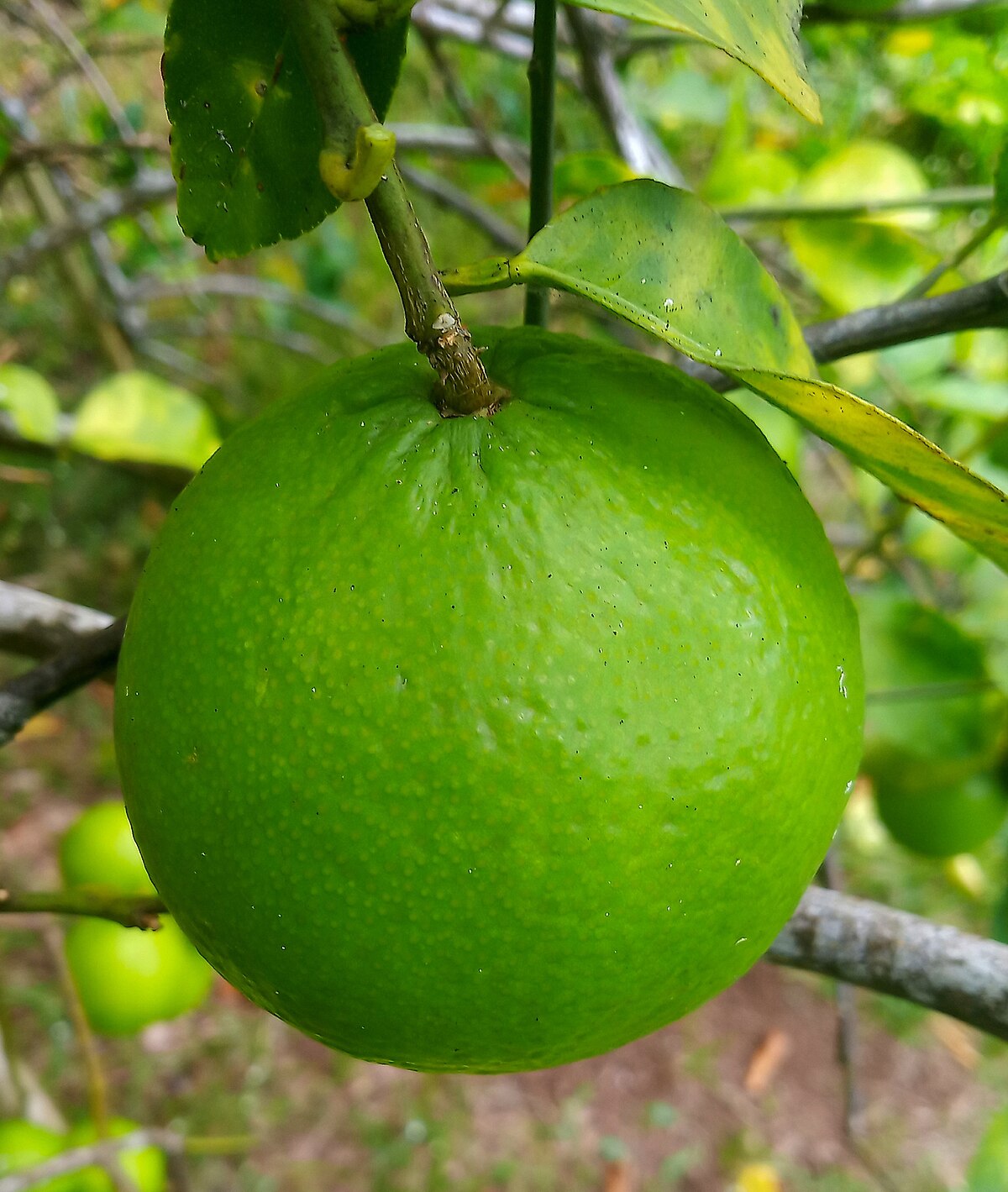 Citrus aurantiifolia