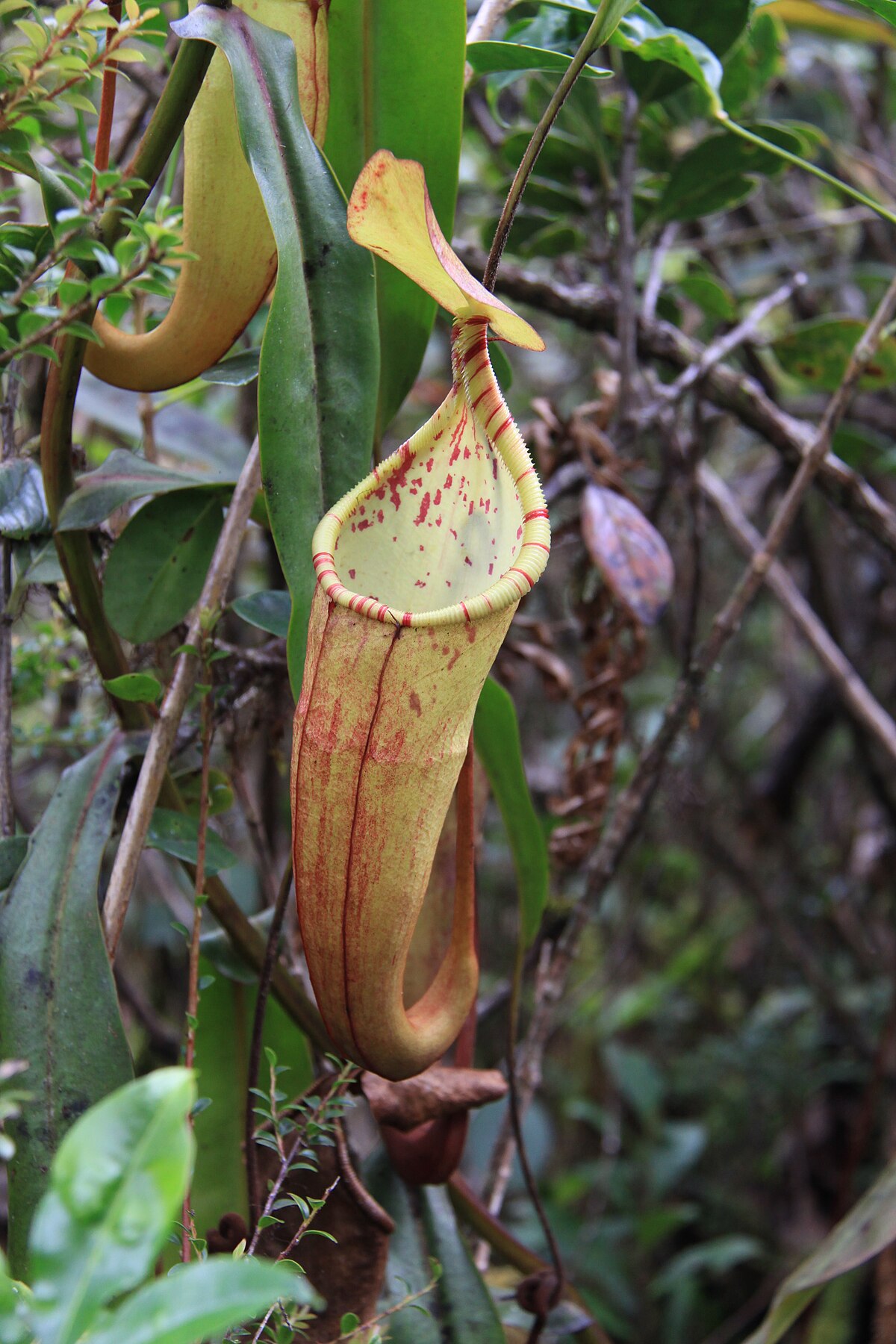Nepenthes Densiflora