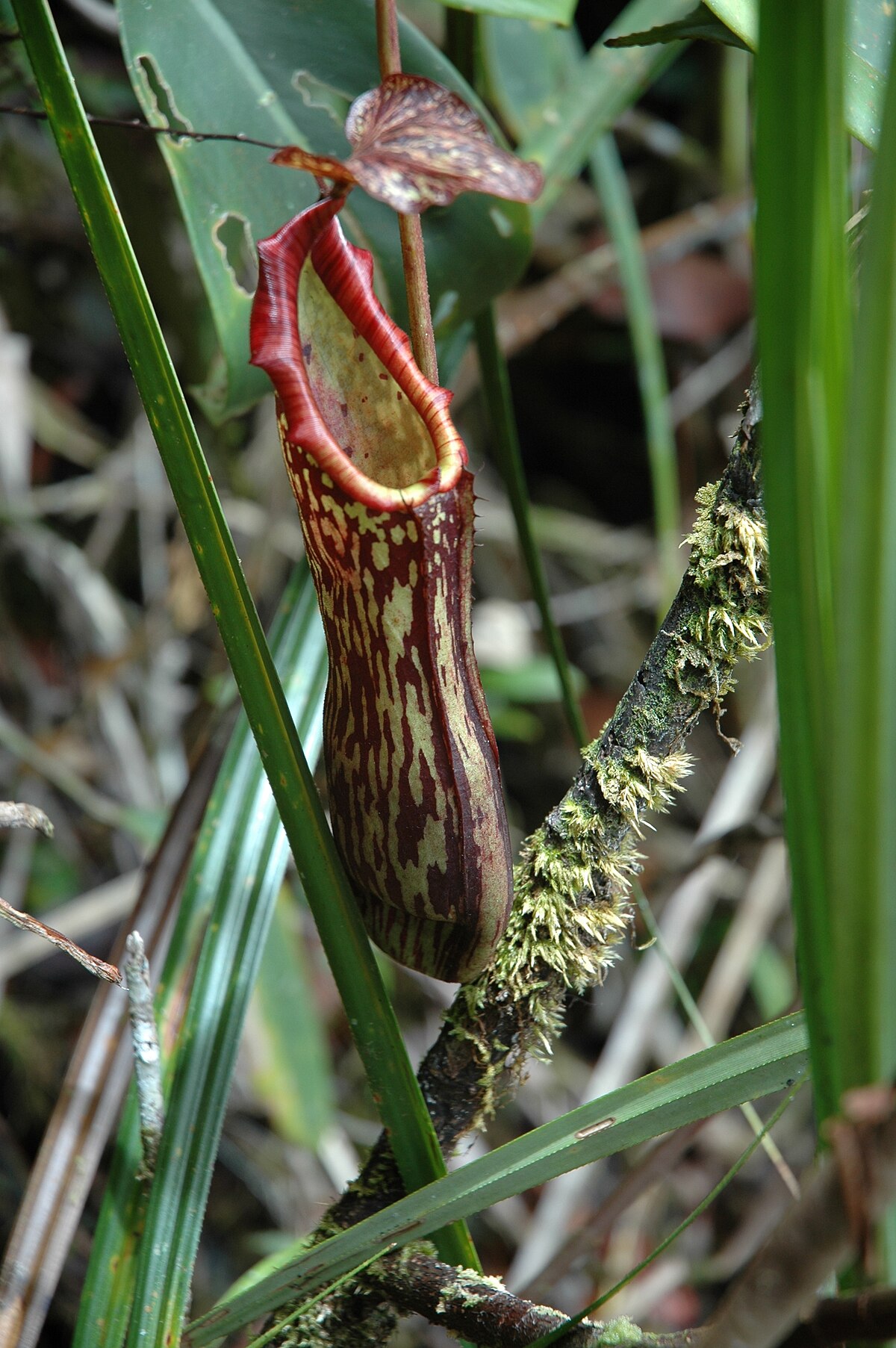 An intermediate pitcher