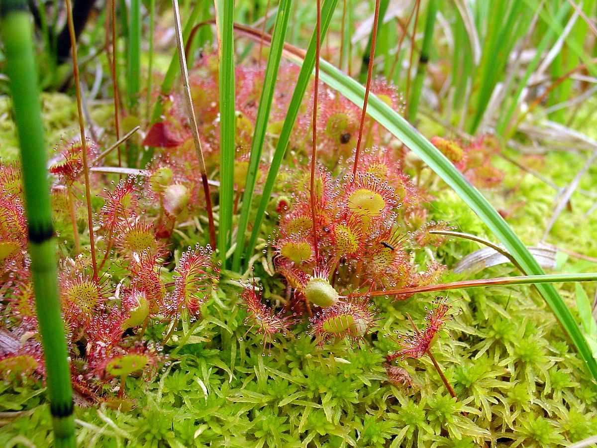 Drosera rotundifolia