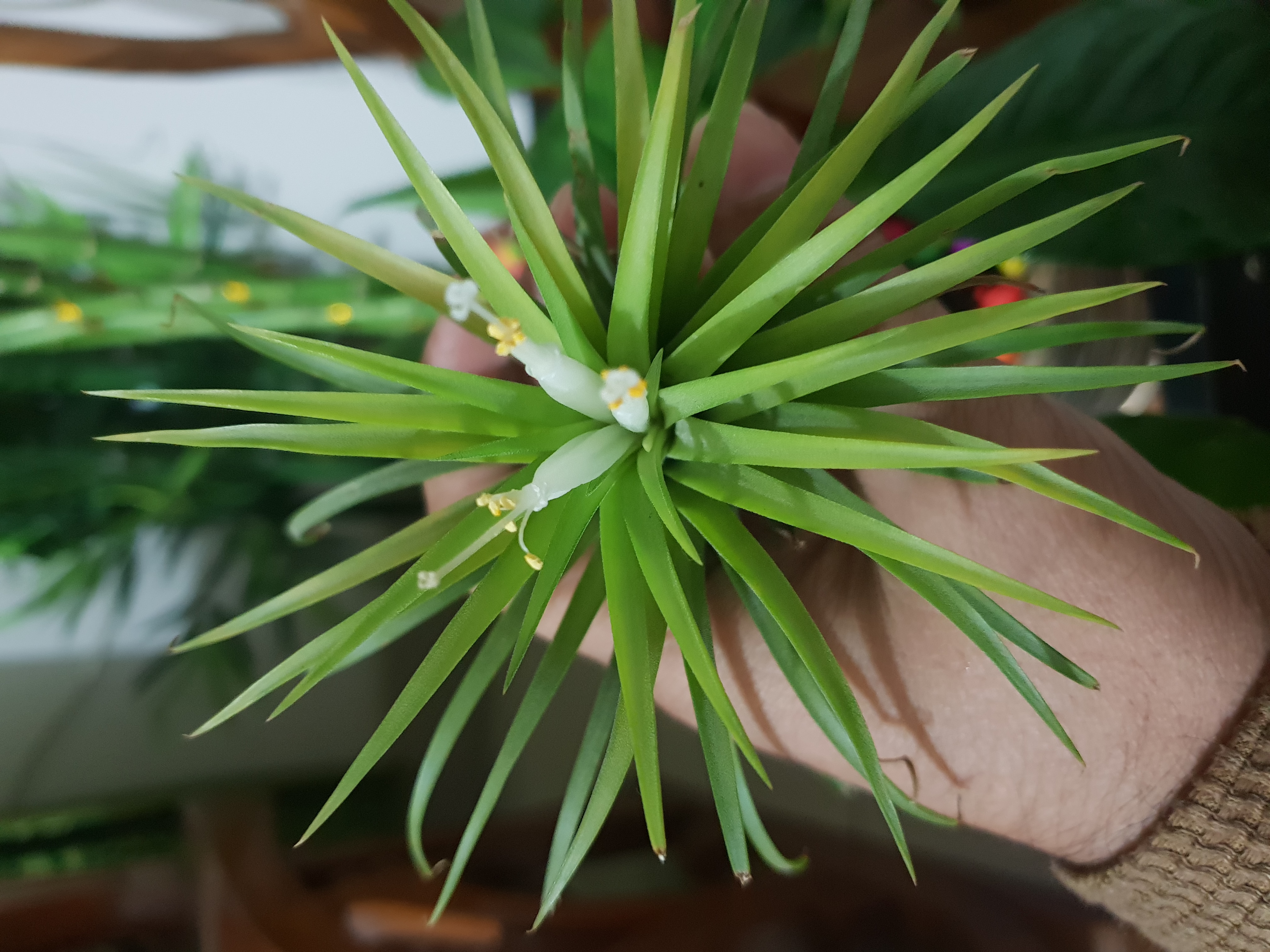 Tillandsia ionantha