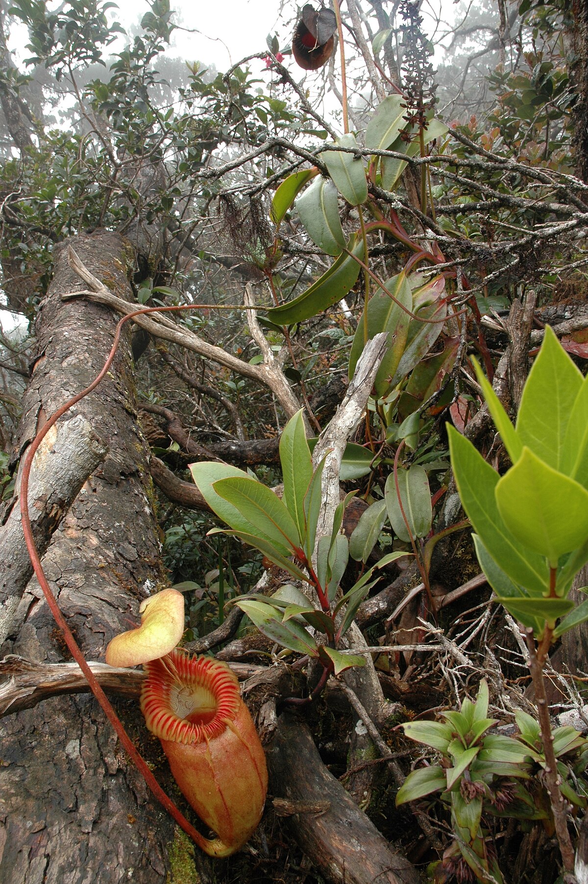 Climbing plant with pitcher