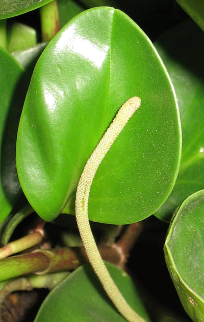 Peperomia parallel