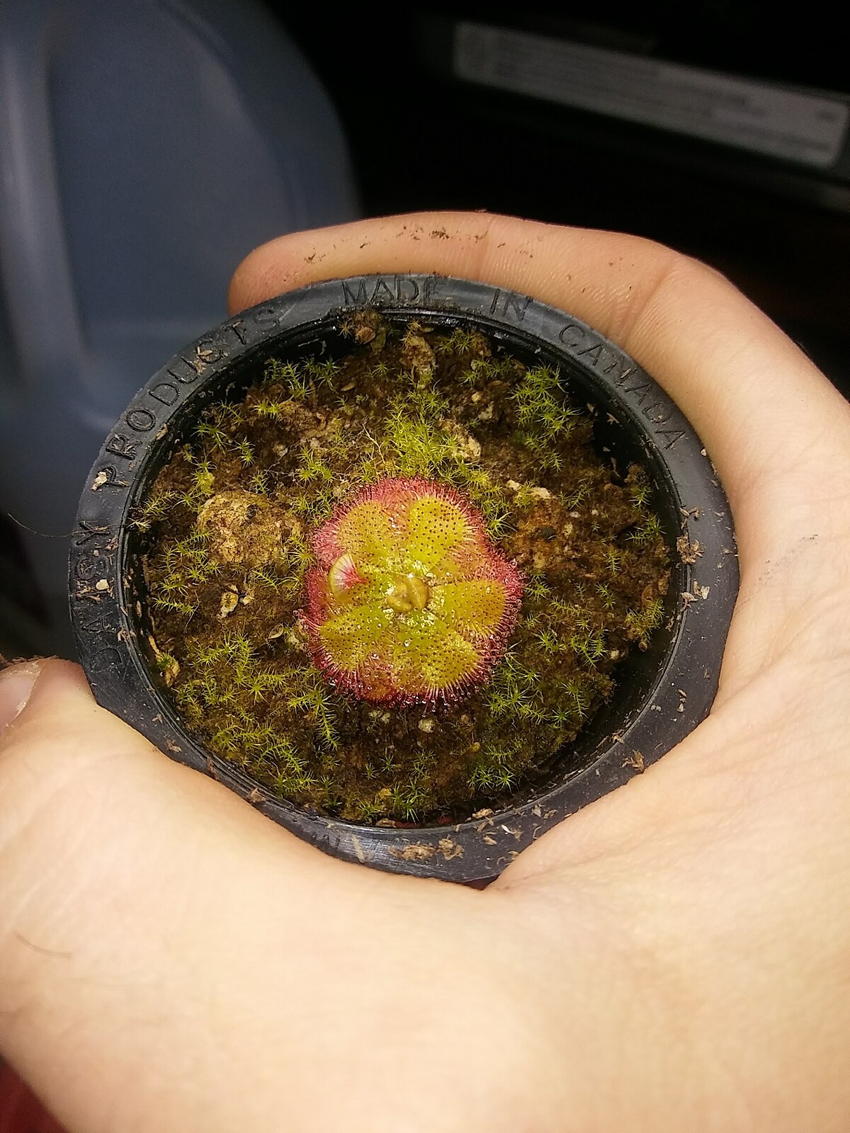 Drosera admirabilis