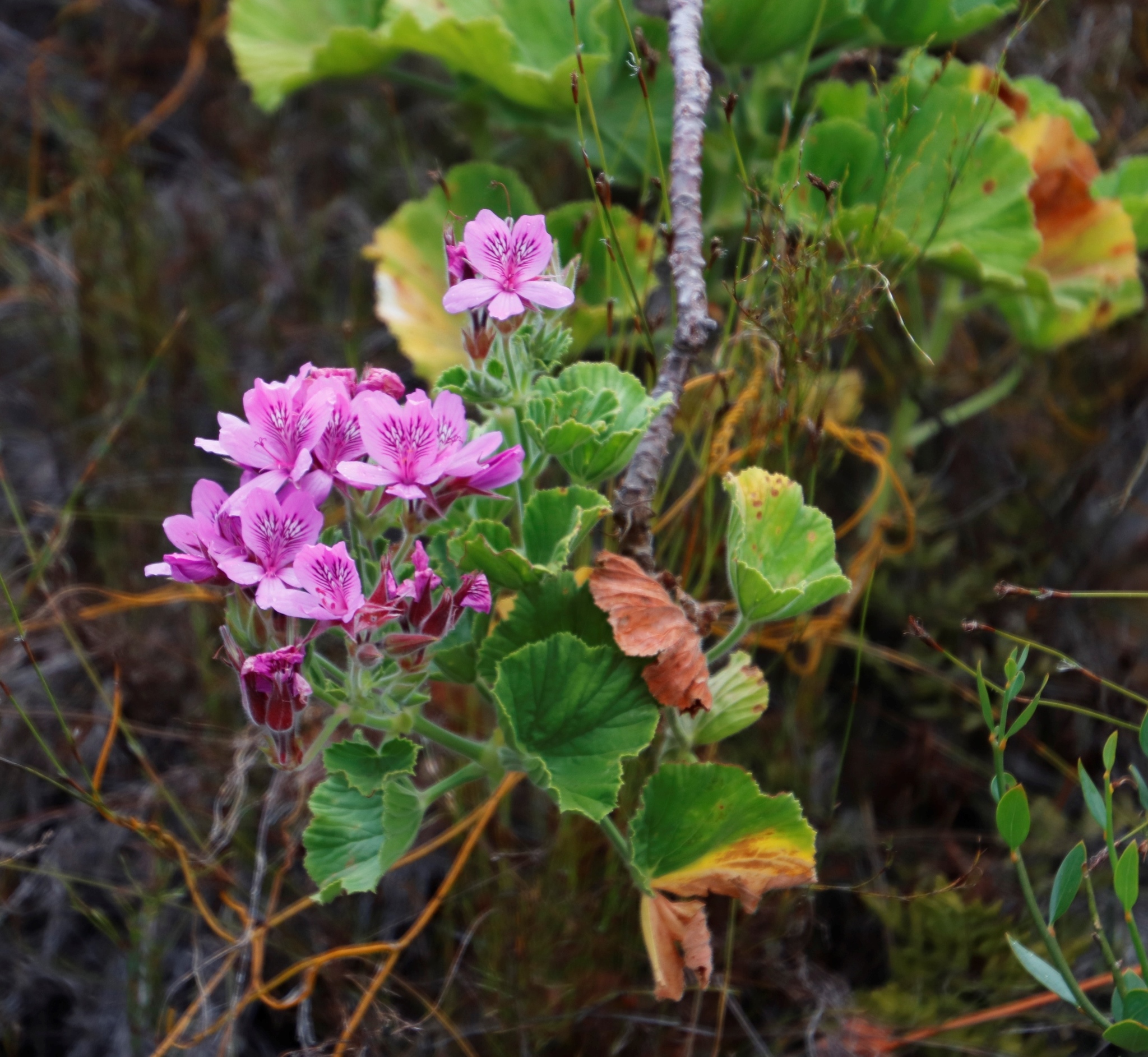 Pelargonium citrosum — iNaturalist