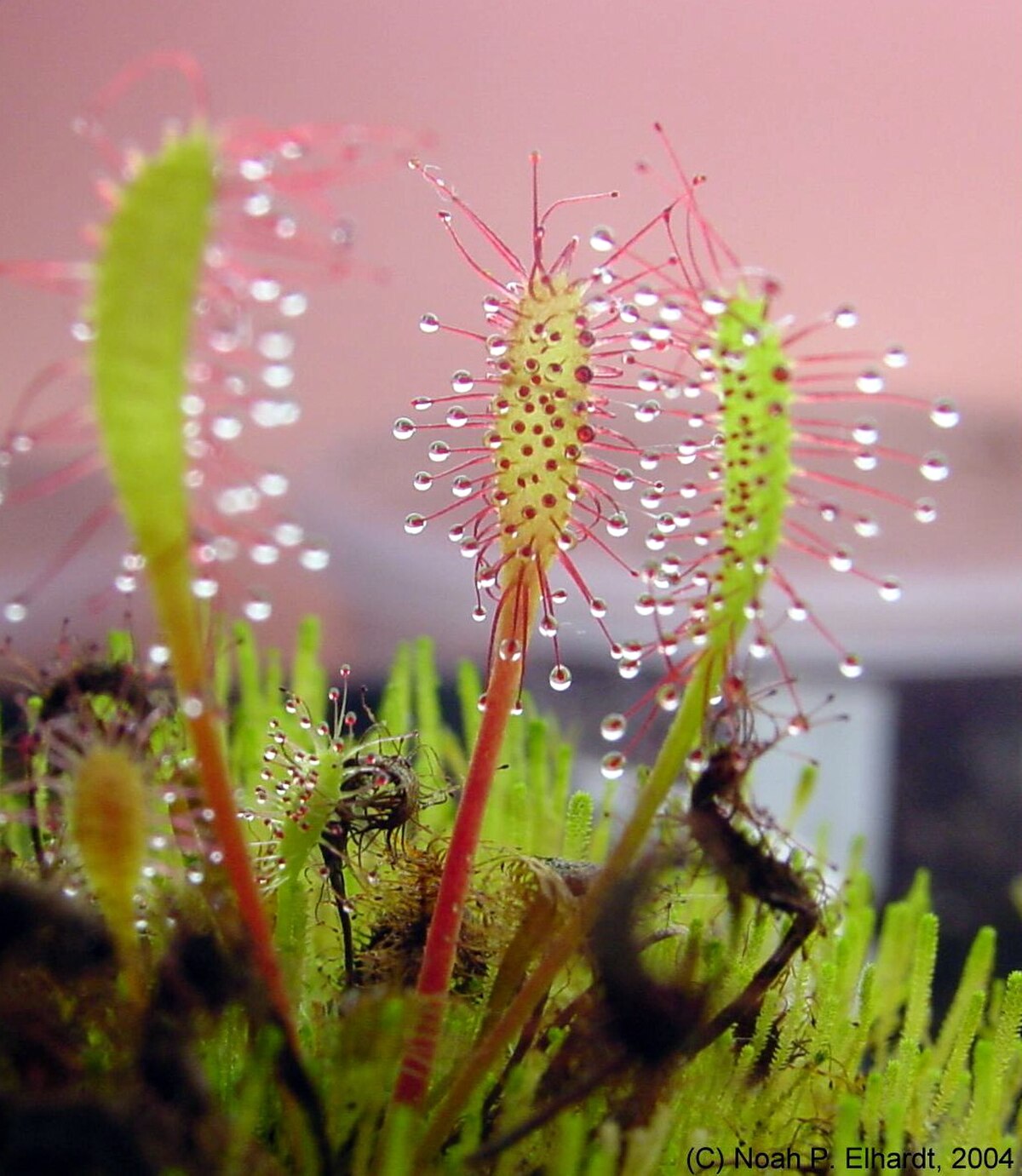 Drosera anglica