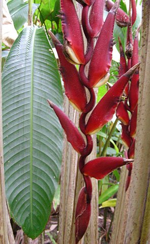 Heliconia