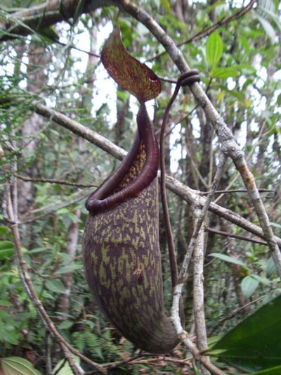 Nepenthes Rigidifolia