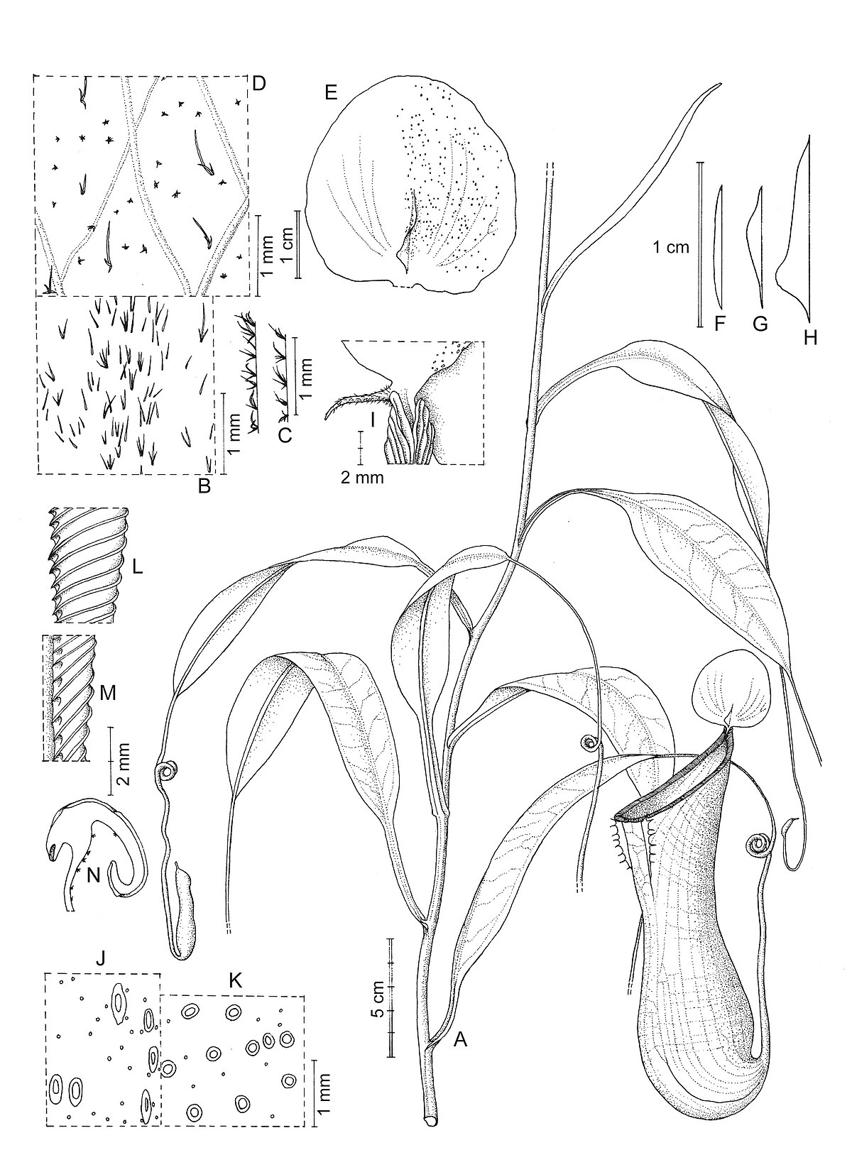 Nepenthes ramos