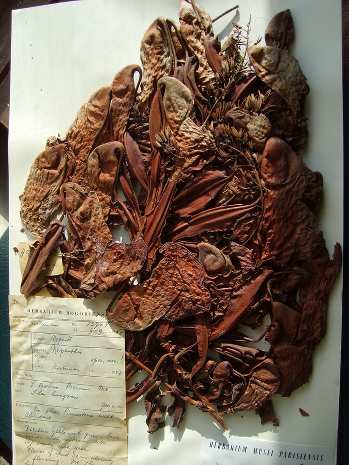 Nepenthes campanulata