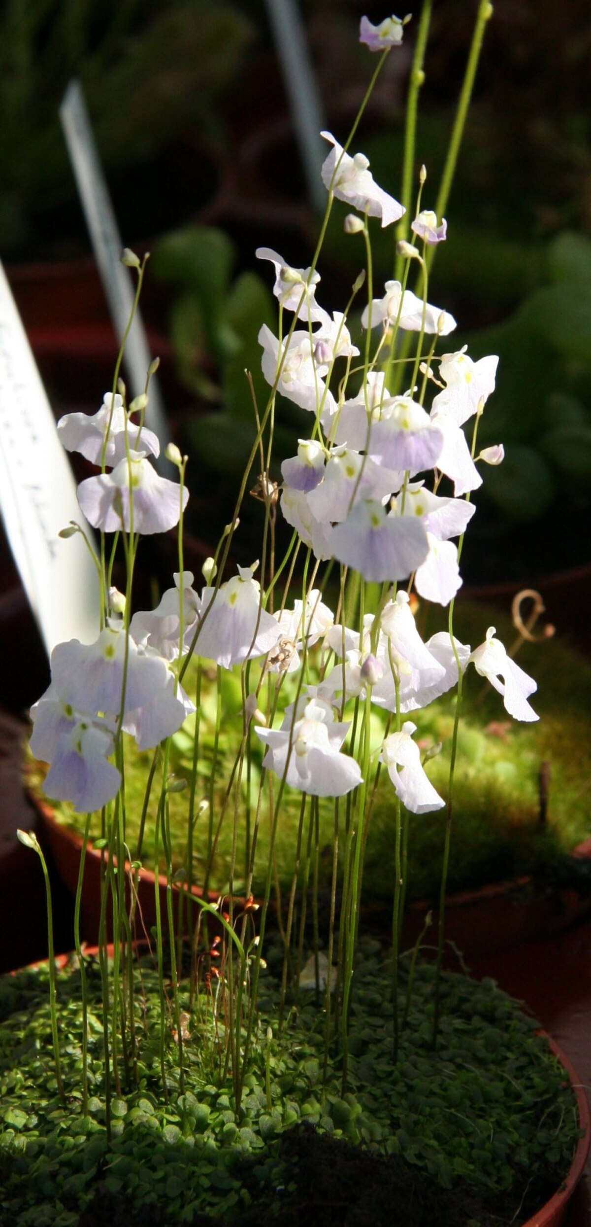 Utricularia livida