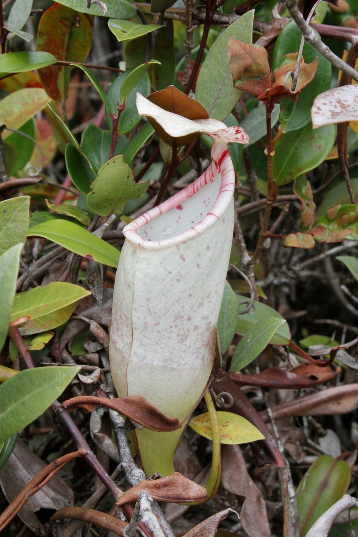 Nepenthes macfarlanei