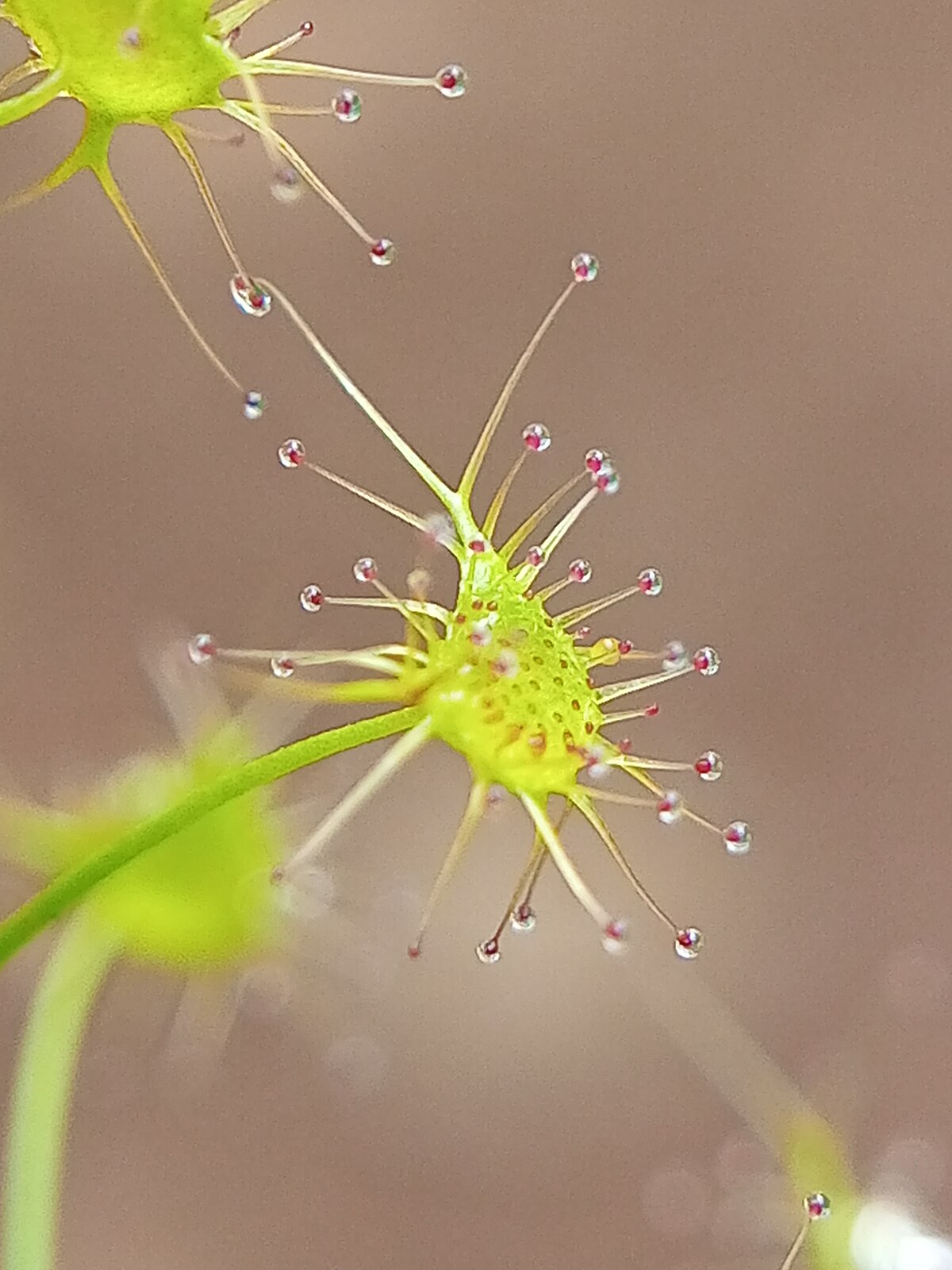 Drosera lunata