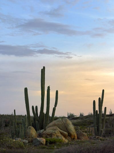 Cereus repandus