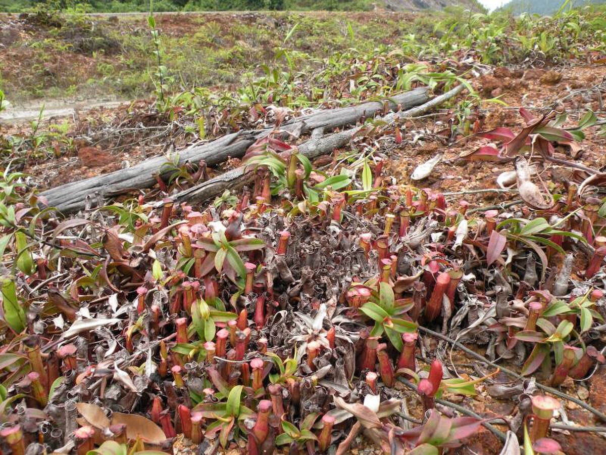 Nepenthes gracilis habitat in Pahang, Peninsular Malaysia