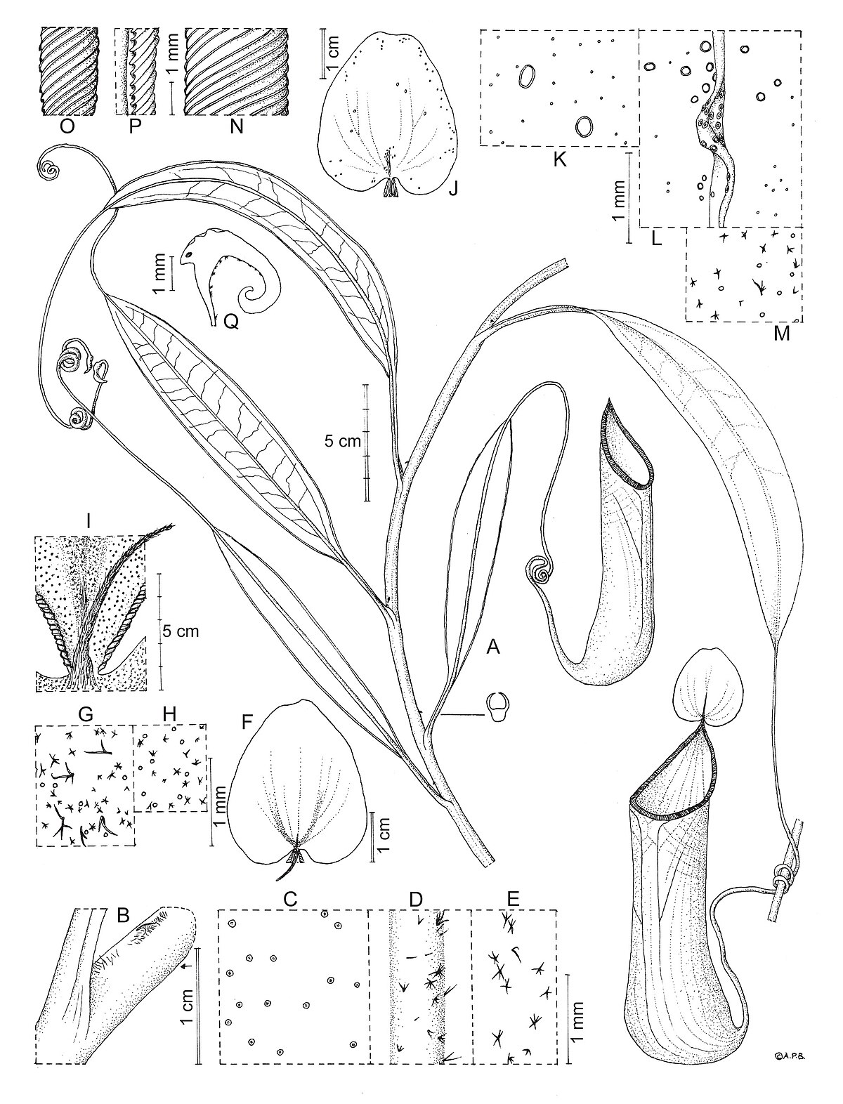 Nepenthes leyte