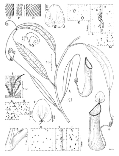 Nepenthes leyte