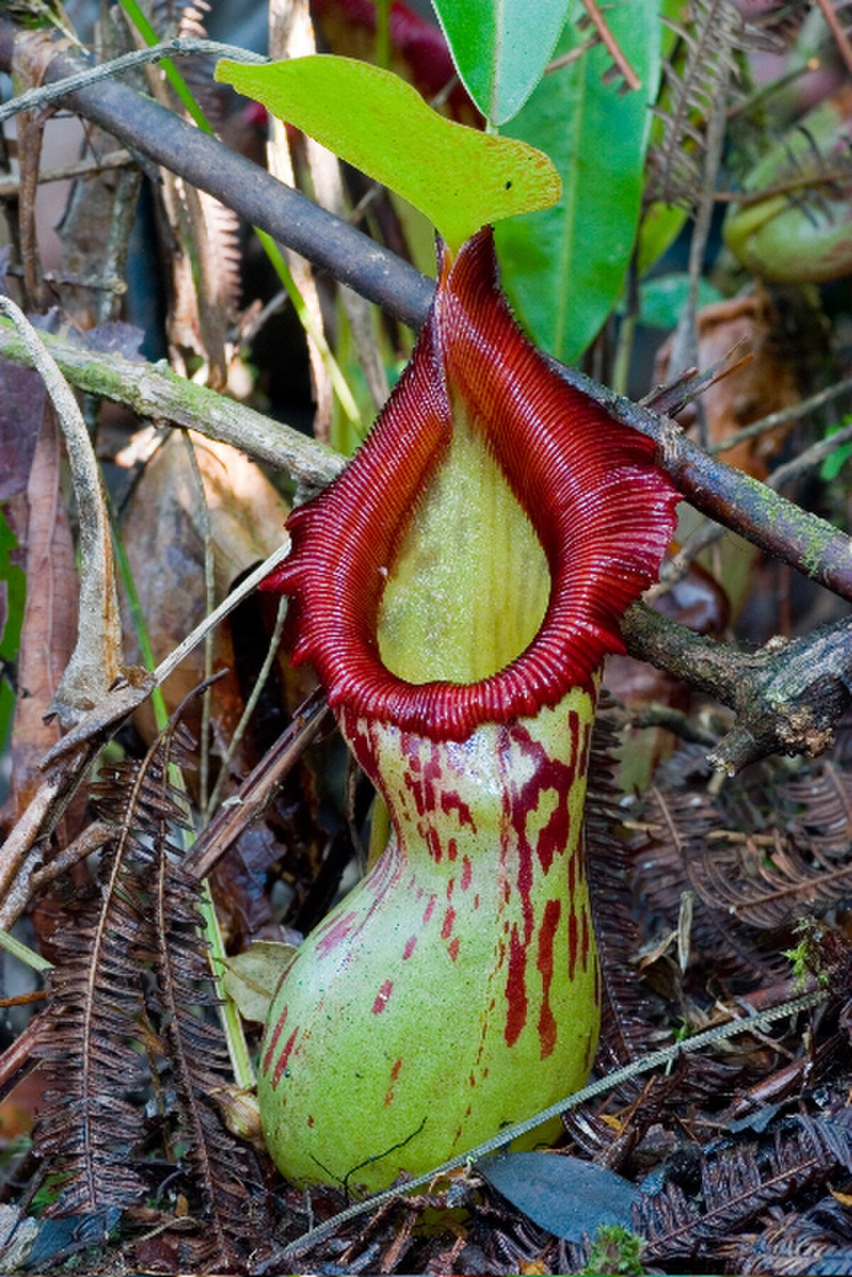 Nepenthes Sibuyanensis