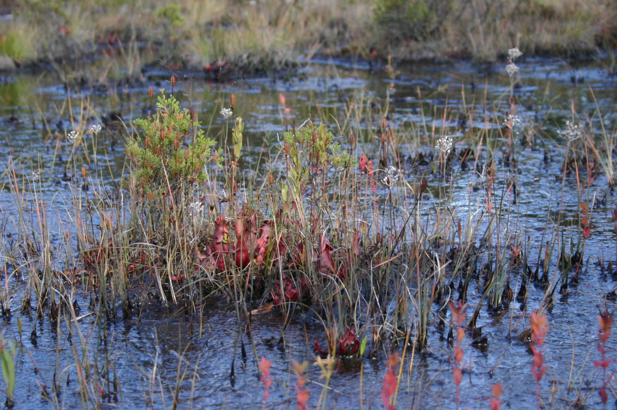 Sarracenia
