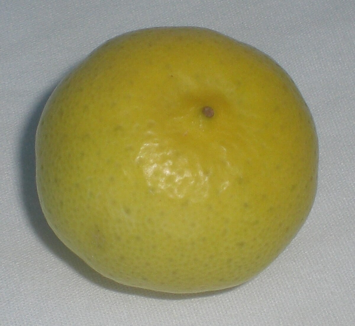 Citrus aurantiifolia