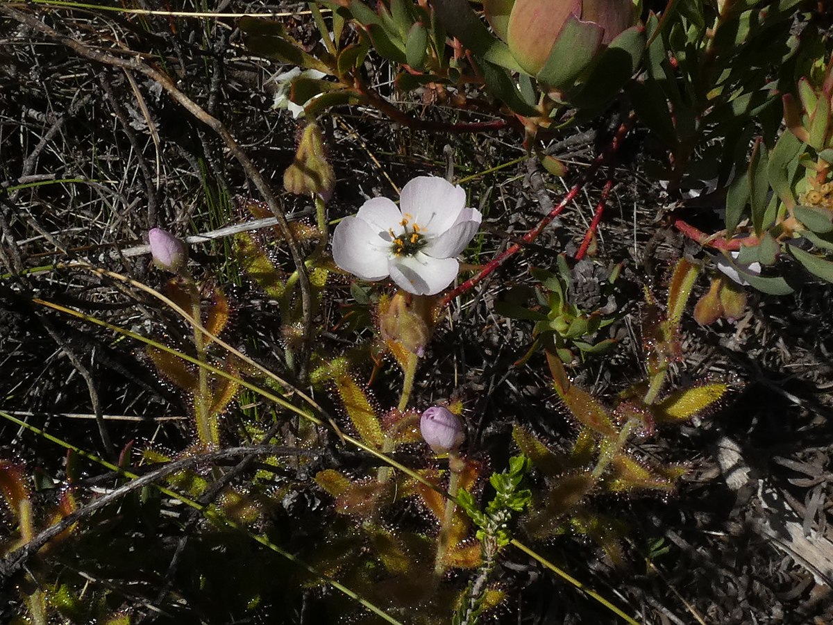 Drosera cistiflora