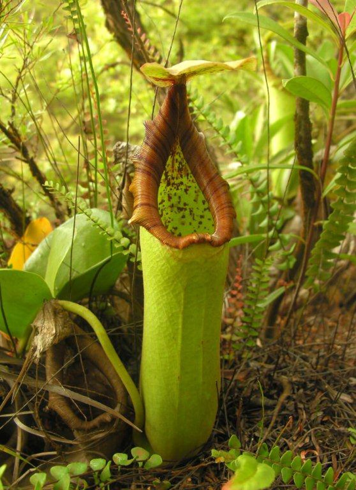 Nepenthes Truncata