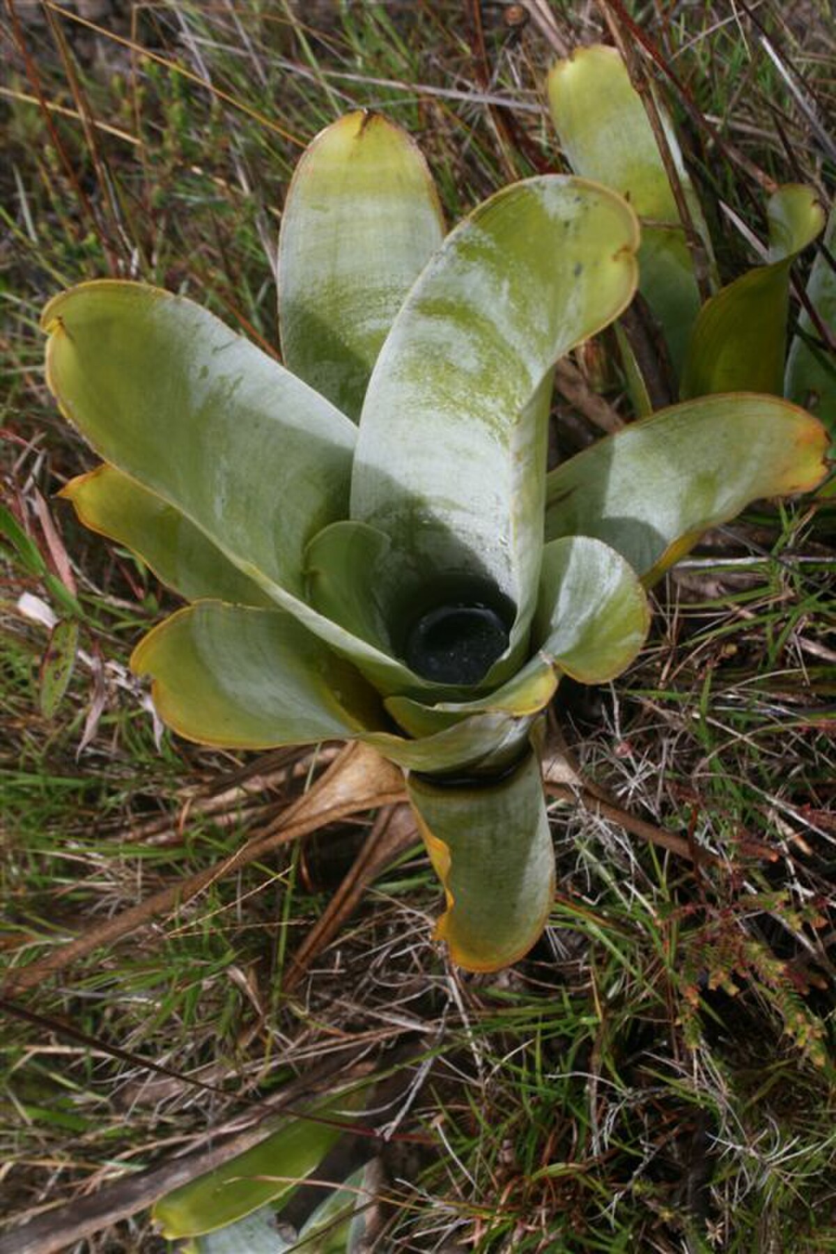Brocchinia reducta