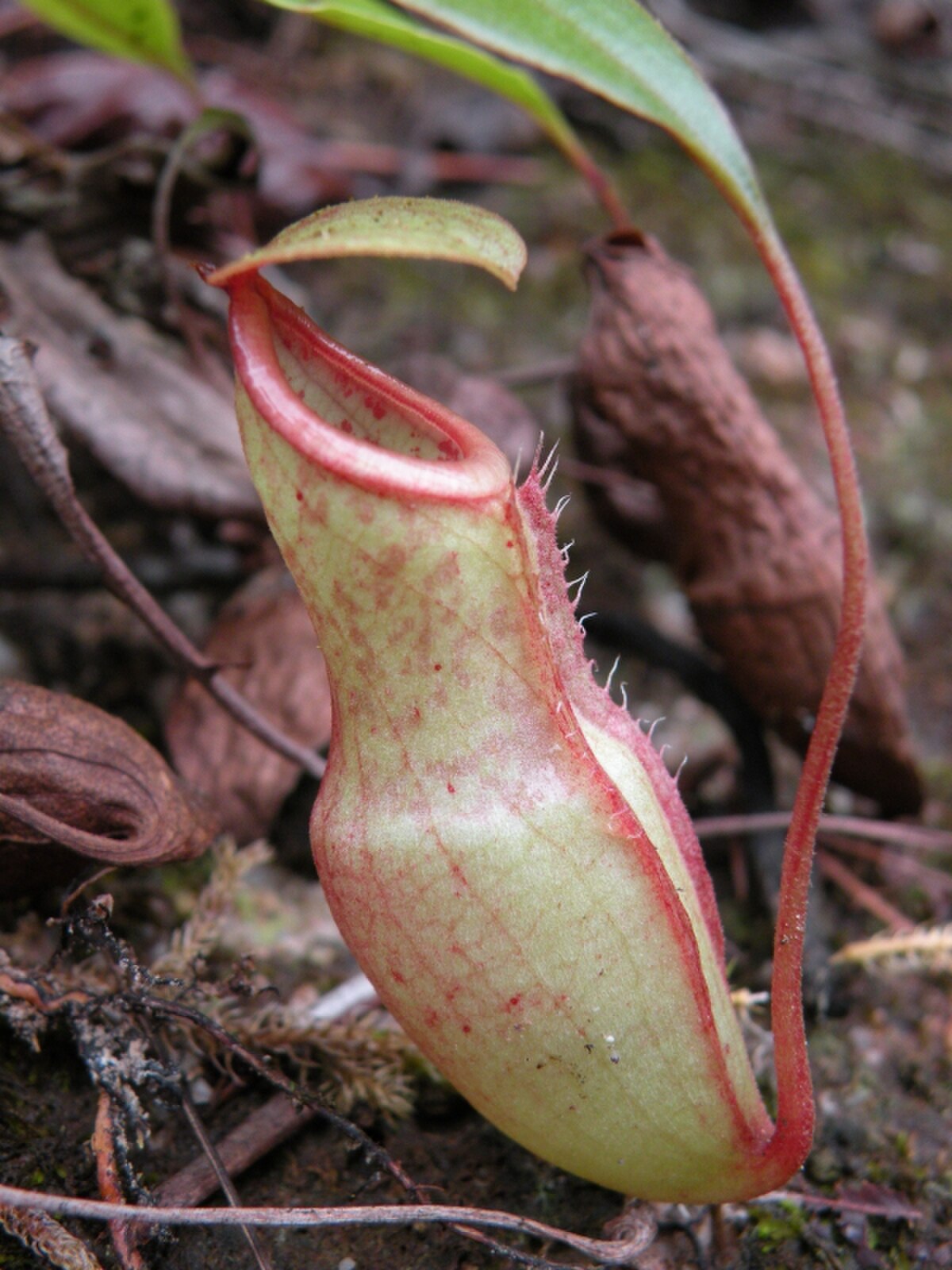 Nepenthes benstonei