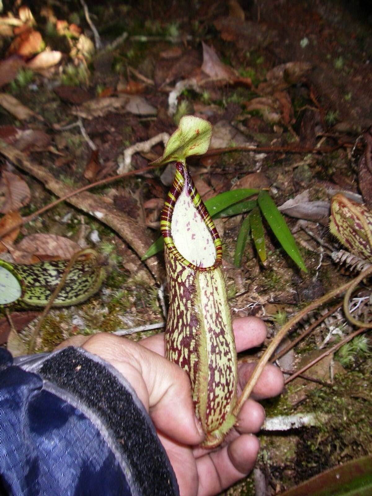 A lower pitcher