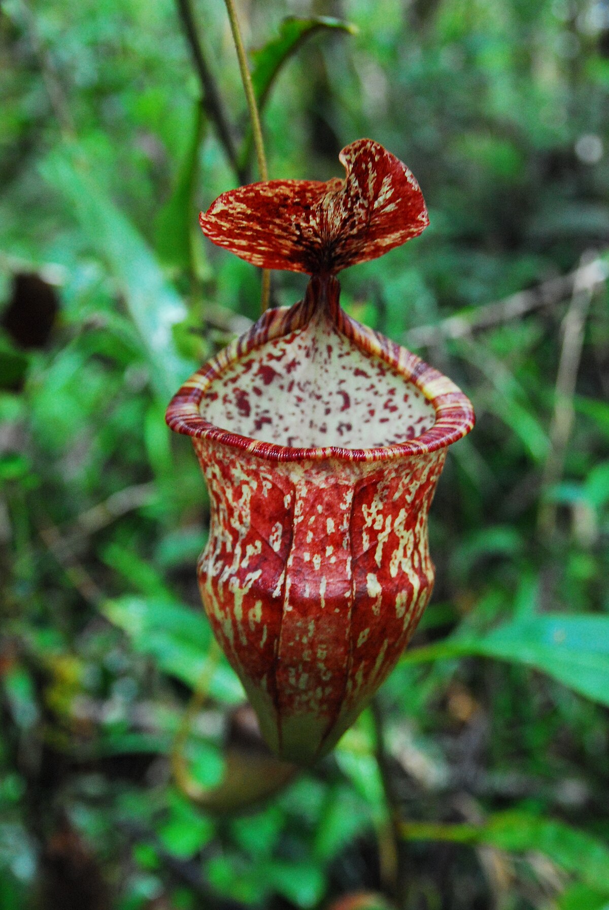 Nepenthes hamiguitanensis
