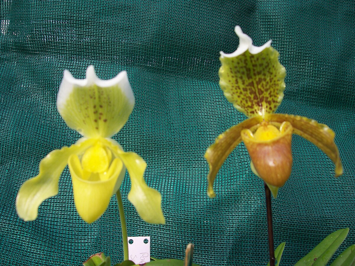 Paphiopedilum insigne