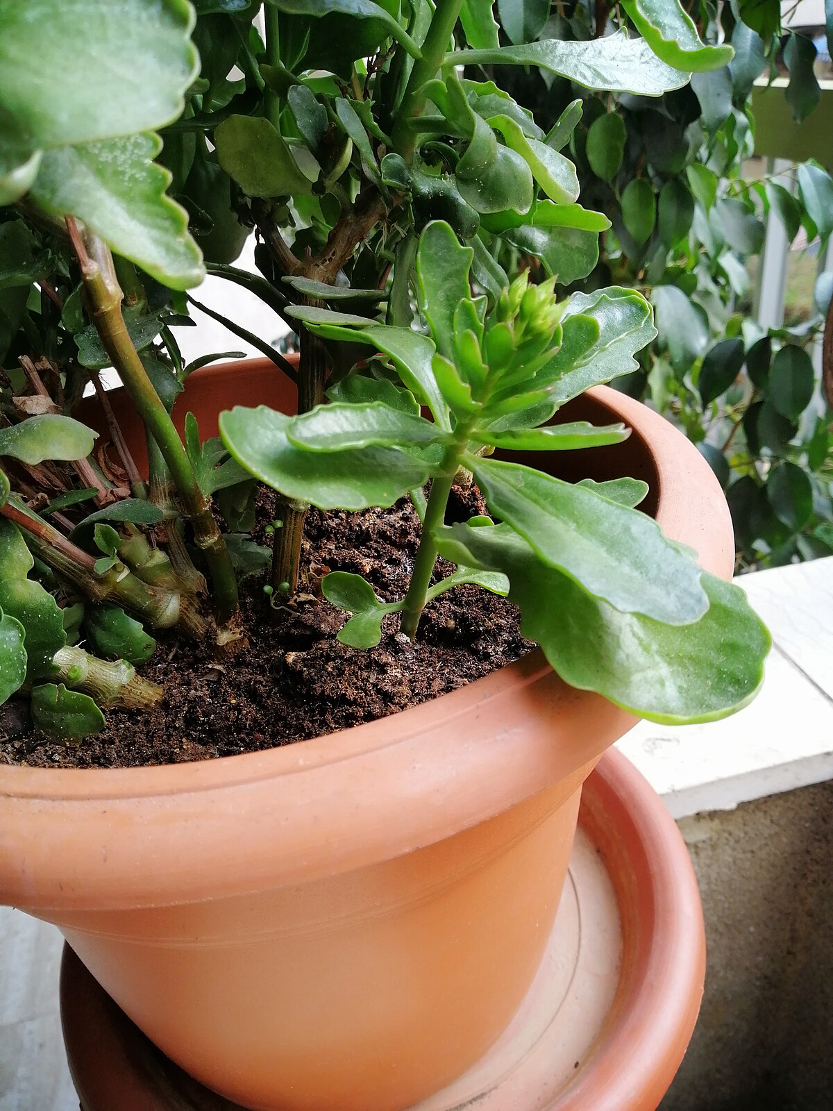 Kalanchoe blossfeldiana