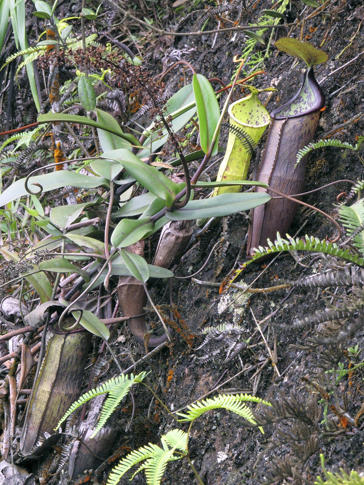 Nepenthes macfarlanei