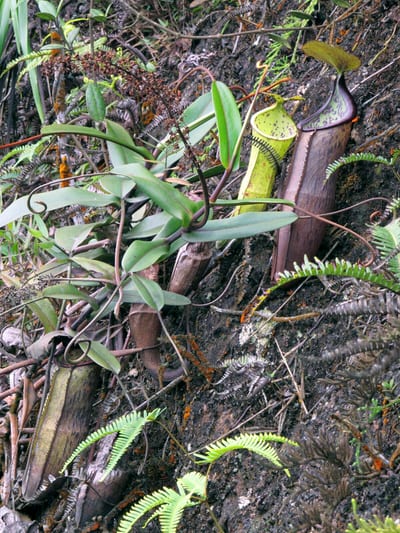 Nepenthes macfarlanei