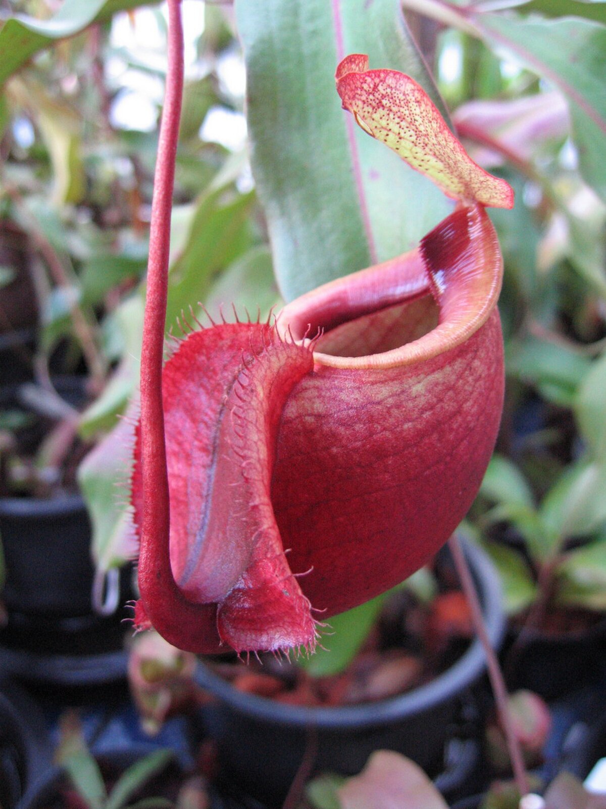 A lower pitcher of a cultivated N. mirabilis var. globosa