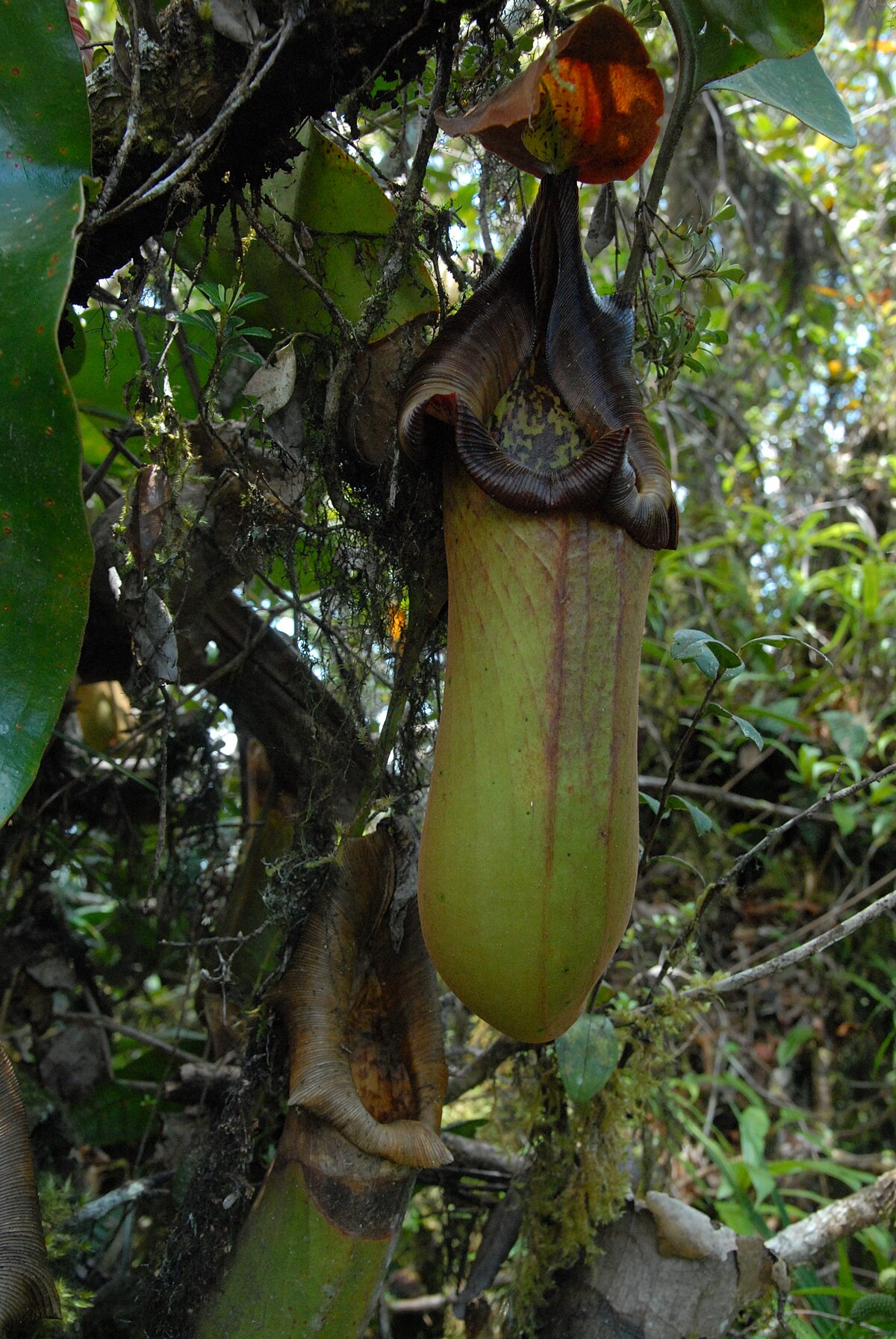 Nepenthes Robcantleyi