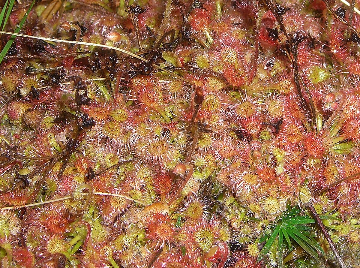 Drosera felix