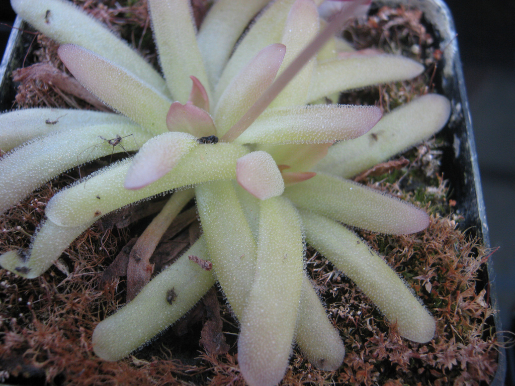 Pinguicula moctezumae