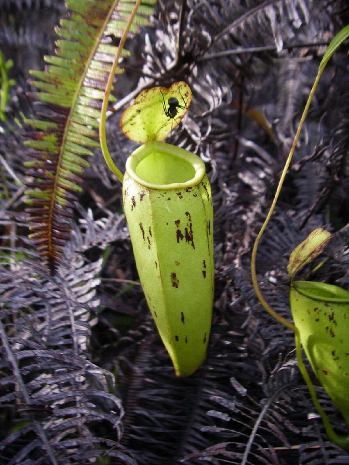 Nepenthes trichocarpa