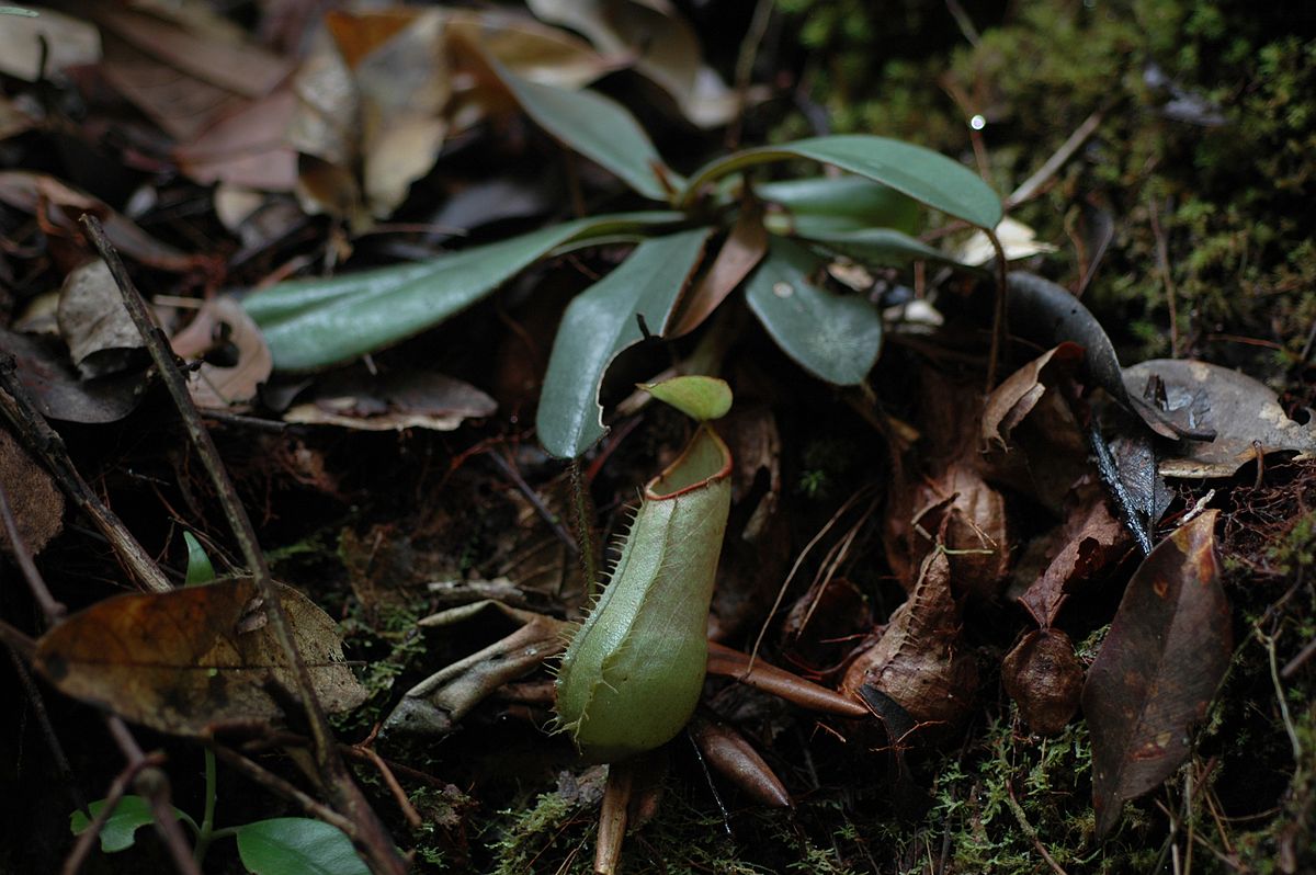 Nepenthes hispida