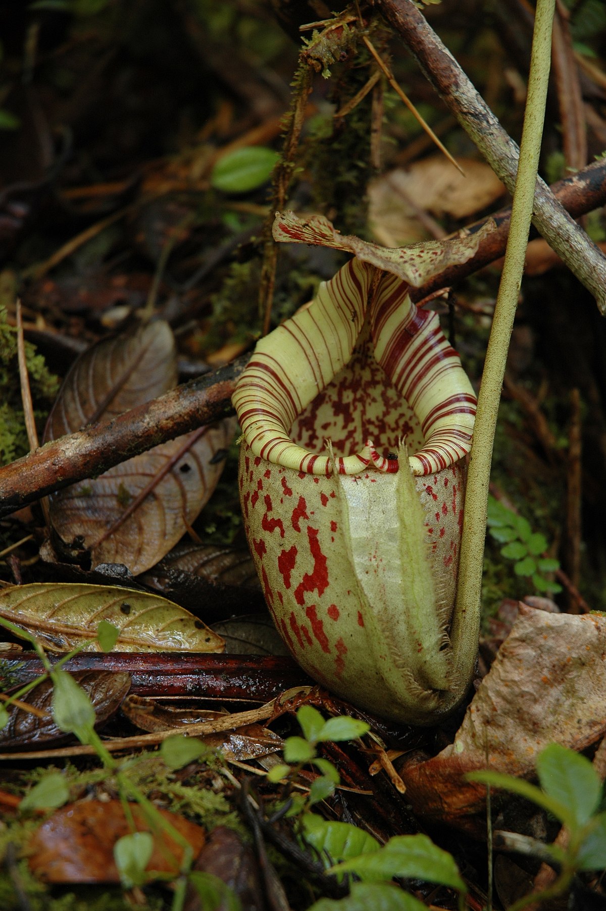Nepenthes Burbidgeae