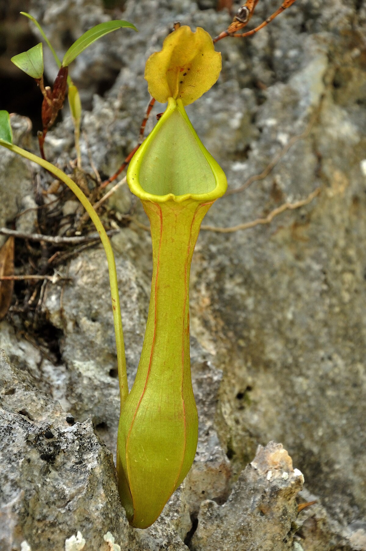 Nepenthes viridis