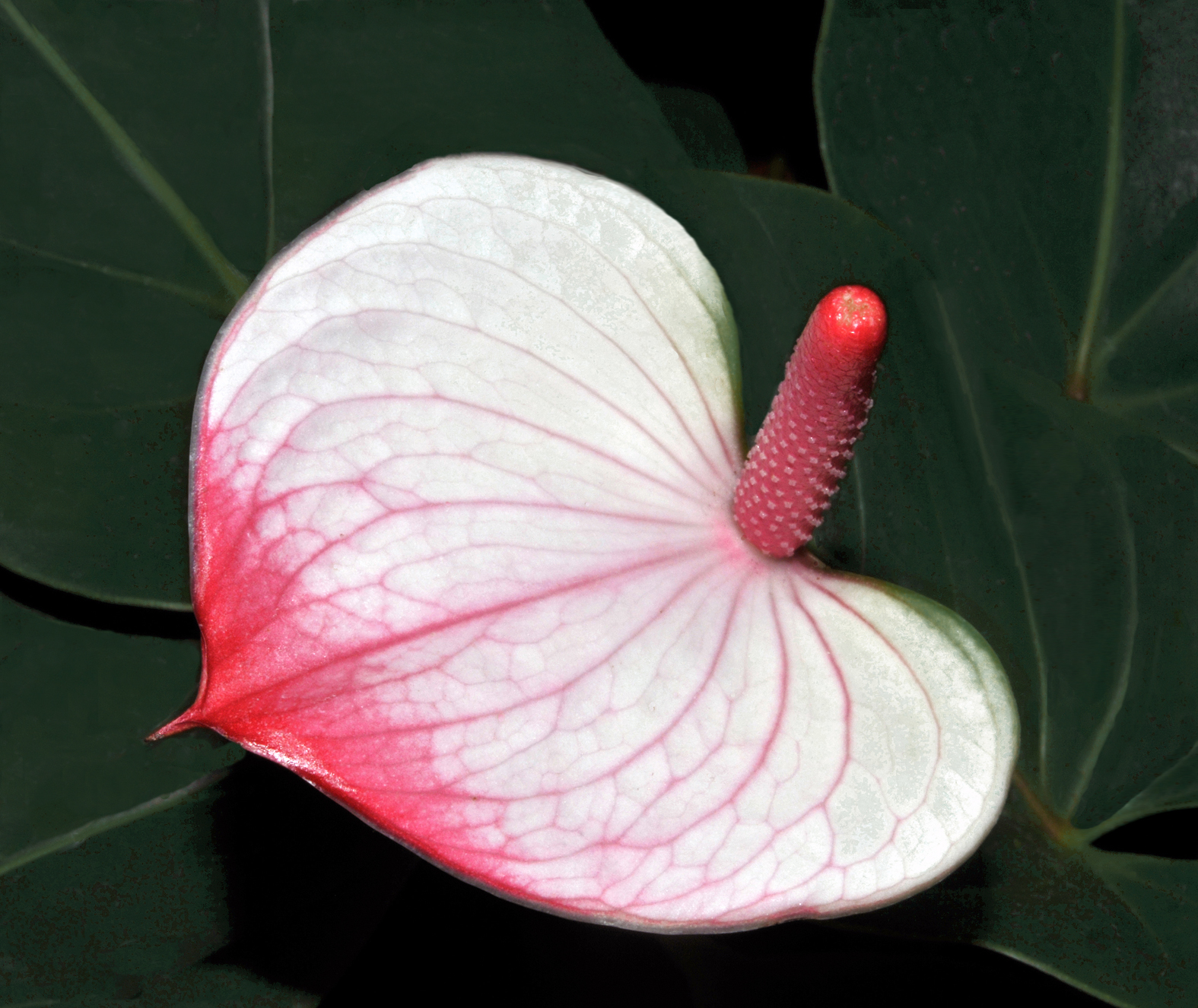 Anthurium